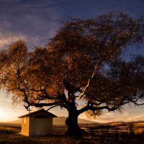 The Old Birch and Time