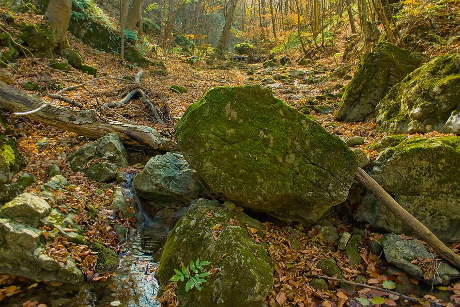 deep in the woods :)