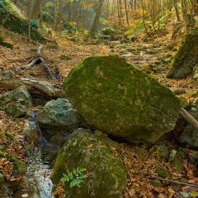 deep in the woods :)