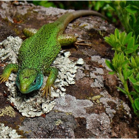 фауната около нас - зелен гущер (Lacerta viridis)