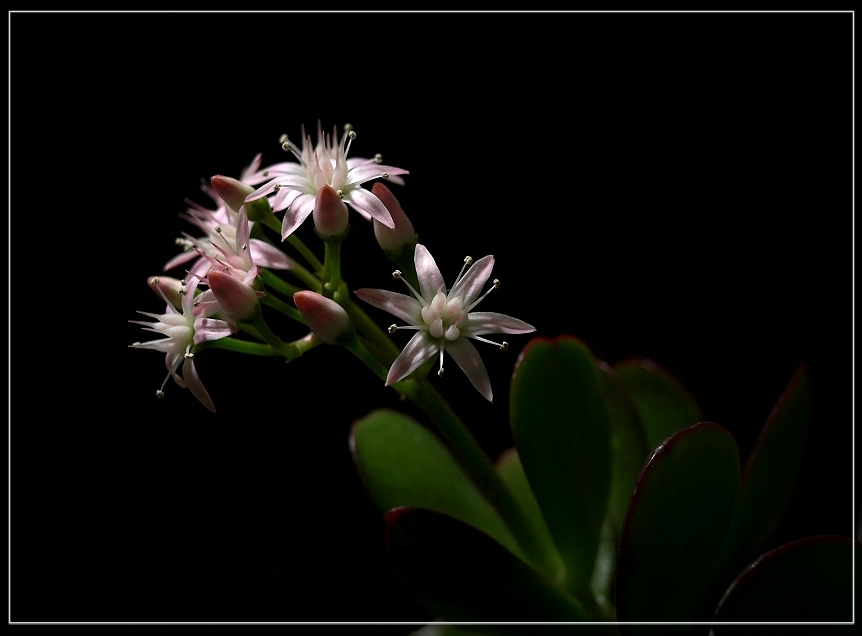 Crassula ovata