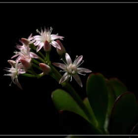 Crassula ovata