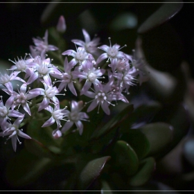 Crassula ovata 2