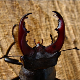 фауната около нас - бръмбар рогач (Lucanus cervus)