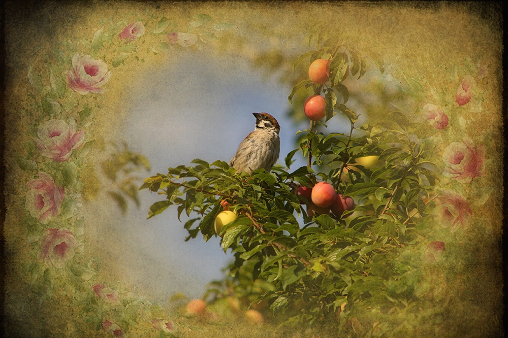 sparrow