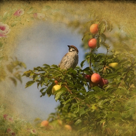 sparrow