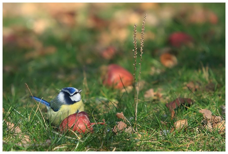 Син синигер - Parus caeruleus