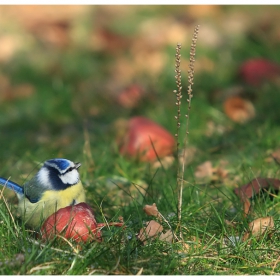 Син синигер - Parus caeruleus