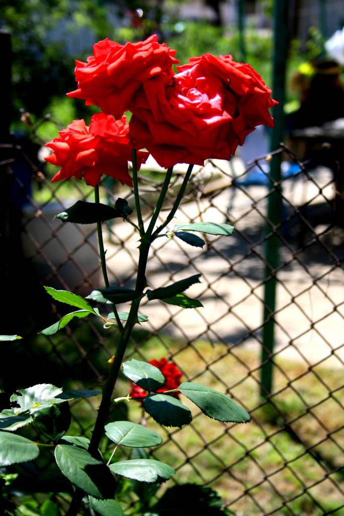 Rose, queen of flowers