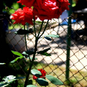 Rose, queen of flowers