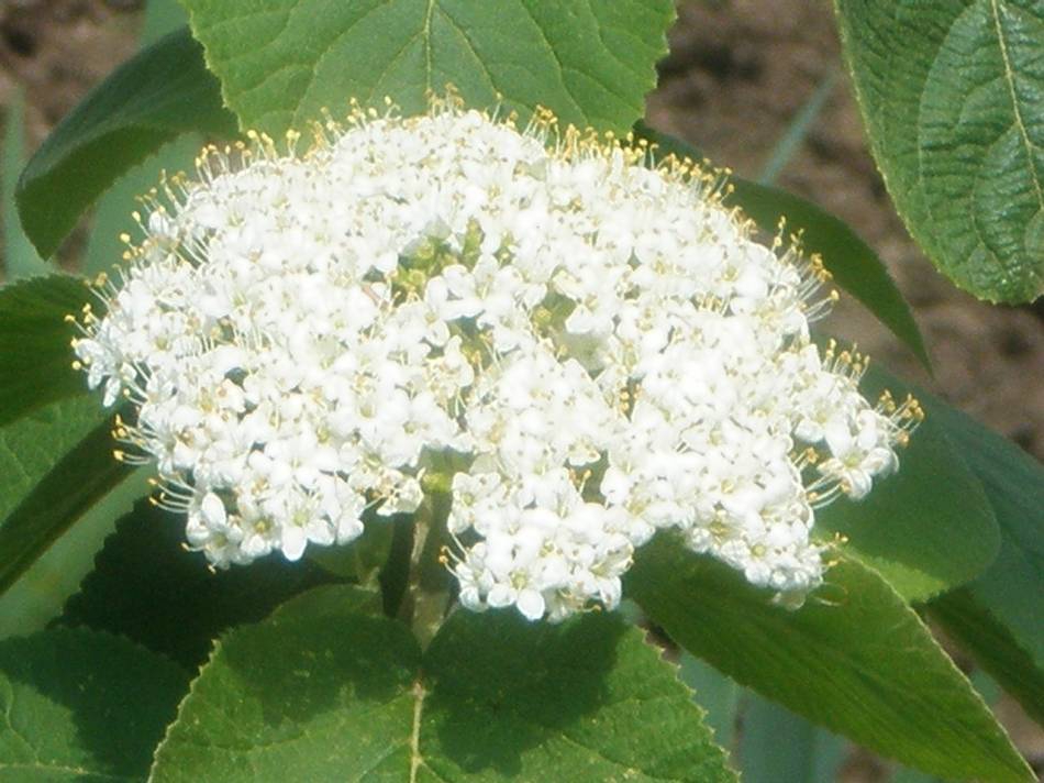 Калина.08.2010