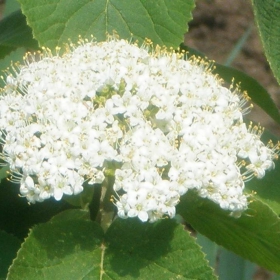 Калина.08.2010