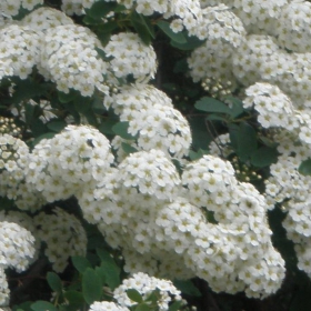 Майски сняг.05.2010