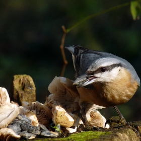 Sitta europaea - Eurasian Nuthatch