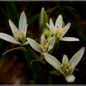 Цвете...Гарванов лук (Ornithogalum umbellatum)