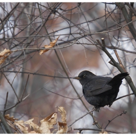 Черен кос (Turdus merula)