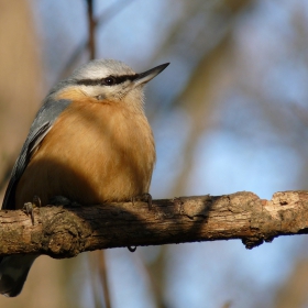 Sitta europaea - Eurasian Nuthatch