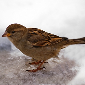 Домашното врабче (Passer domesticus)