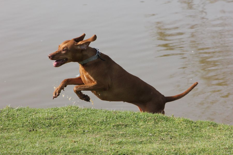MY BITCH (visla) AFTER a GOOSE