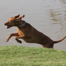 MY BITCH (visla) AFTER a GOOSE