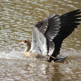 THE LANDING GOOSE