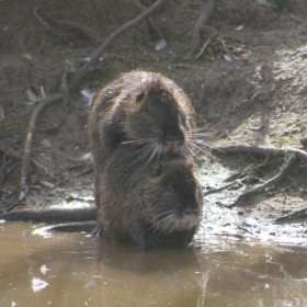 LOVE IN THE SUN (Myocastor coypus)