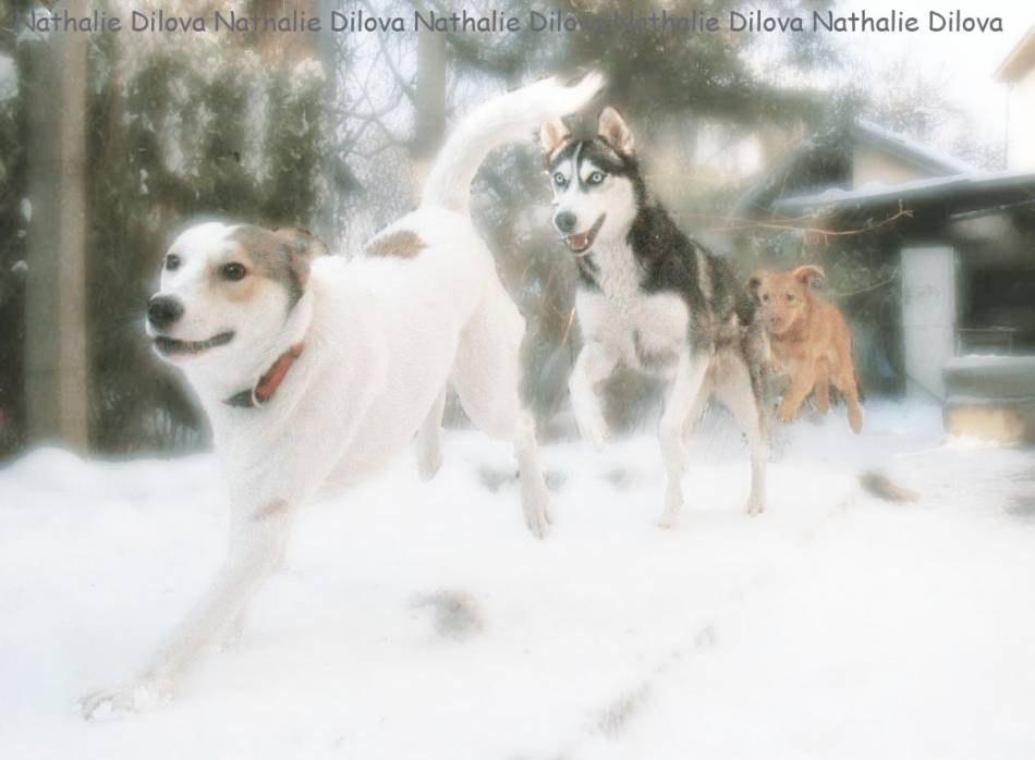 ~ We're happy tonight, walking in a winter wonderland.