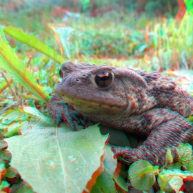 3D Жабчо