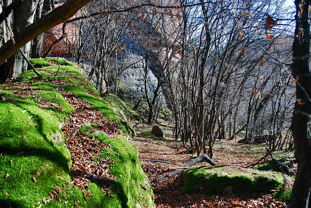 В гората край скалите