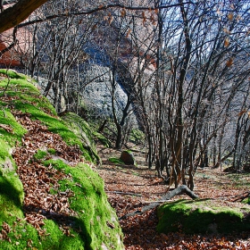 В гората край скалите