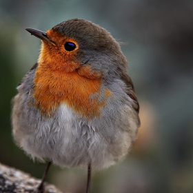 Erithacus rubecula