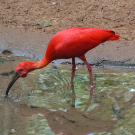 Бразилия. (Foz do Iguacu). Птичия парк. Червен ибис.