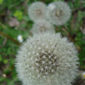 Глухарче (dandelion clock )