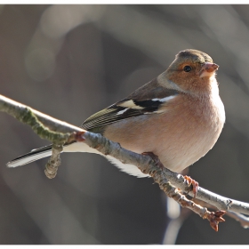 Обикновената чинка (Fringilla coelebs)