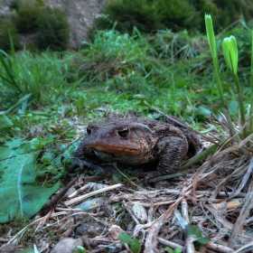 froggy