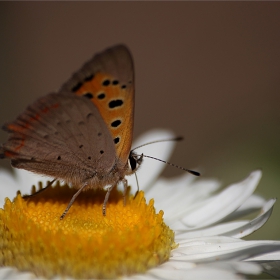 Summer butterfly