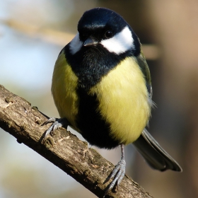 Parus major - Голям синигер