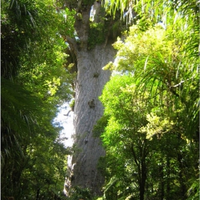 TANE MAHUTA