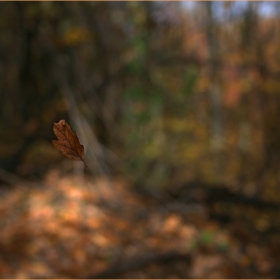 falling leaf....