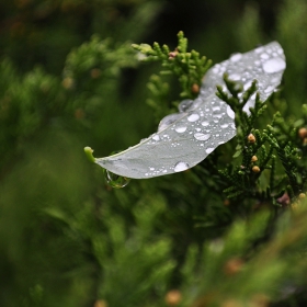 The raindrops seemed to play a sweet refrain...