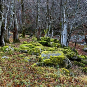 Утро край река Костина, над Рибарица