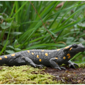 Дъждовник (Salamandra salamandra), или Огнен саламандър