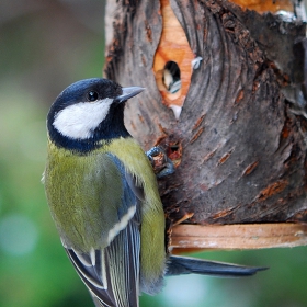 Голям Синигер (Parus major)        http://www.dreamstime.com/earning_det.php?imageid=13082779