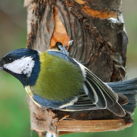 Голям Синигер (Parus major)