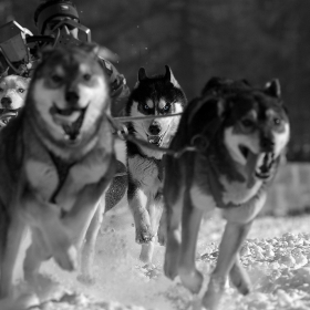 Sled dog racing Czech republic cup 2010