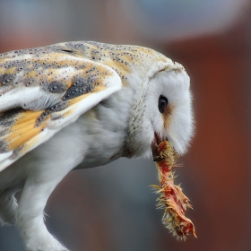 Забулена сова -  Lechuza (Tyto alba)