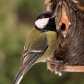 Голям Синигер (Parus major)