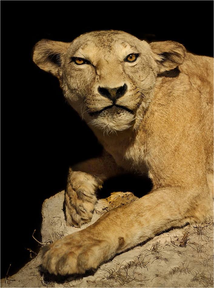 А виждаш ли корабче да плува в окото ми?  -  (Panthera leo)  León