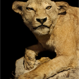 А виждаш ли корабче да плува в окото ми?  -  (Panthera leo)  León