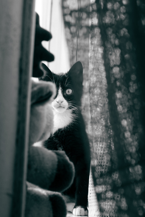 домашни любимци b/w